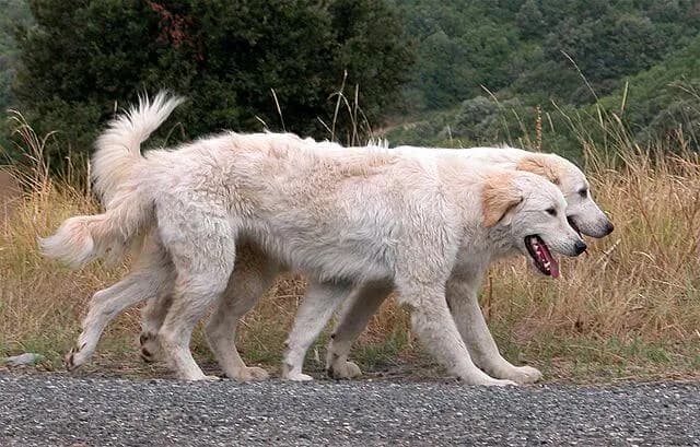 Cane da Pastore Maremmano-Abruzzese – razza canina