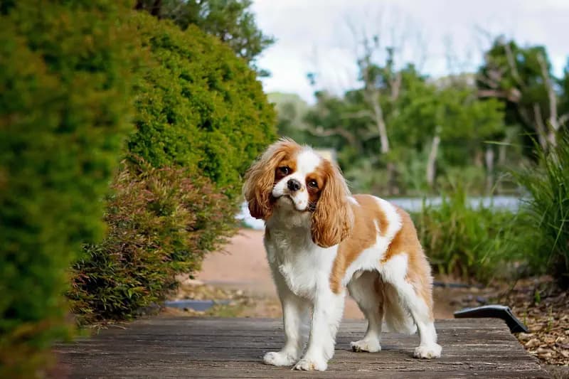 Cavalier King Charles Spaniel – dog breed