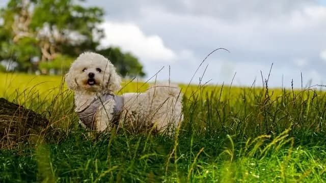 Bichon Frise – dog breed