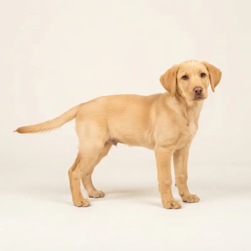 海根猎犬（Hygen-Bracke） Welpe in 黄色