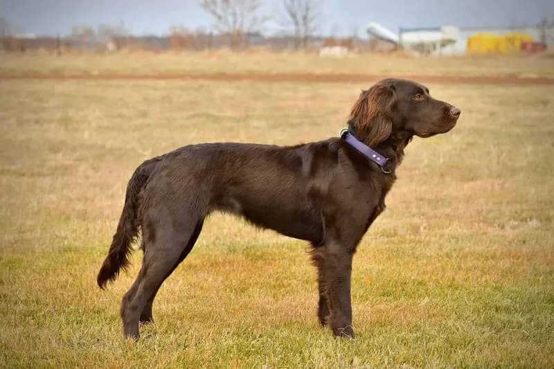Braco Alemão de Pelo Longo – raça de cão