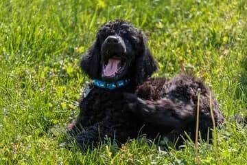 American Water Spaniel – dog breed