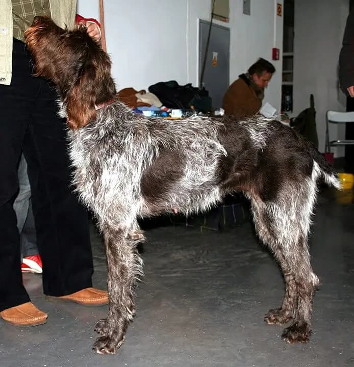 Cesky Fousek – raça de cão