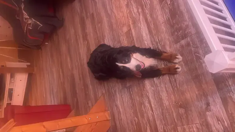 Bernersennenhunde vom Schimmerhof  - Bild 1