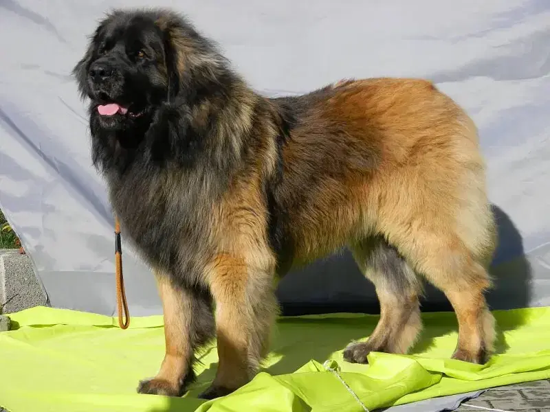 Löwe vom Lausitzer Seenland