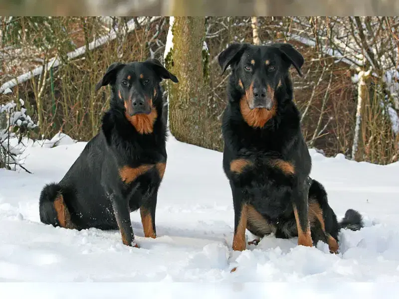 de l’Embouchure de la Sarre