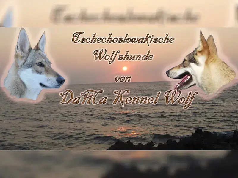 von Da Ma Kennel Wolf