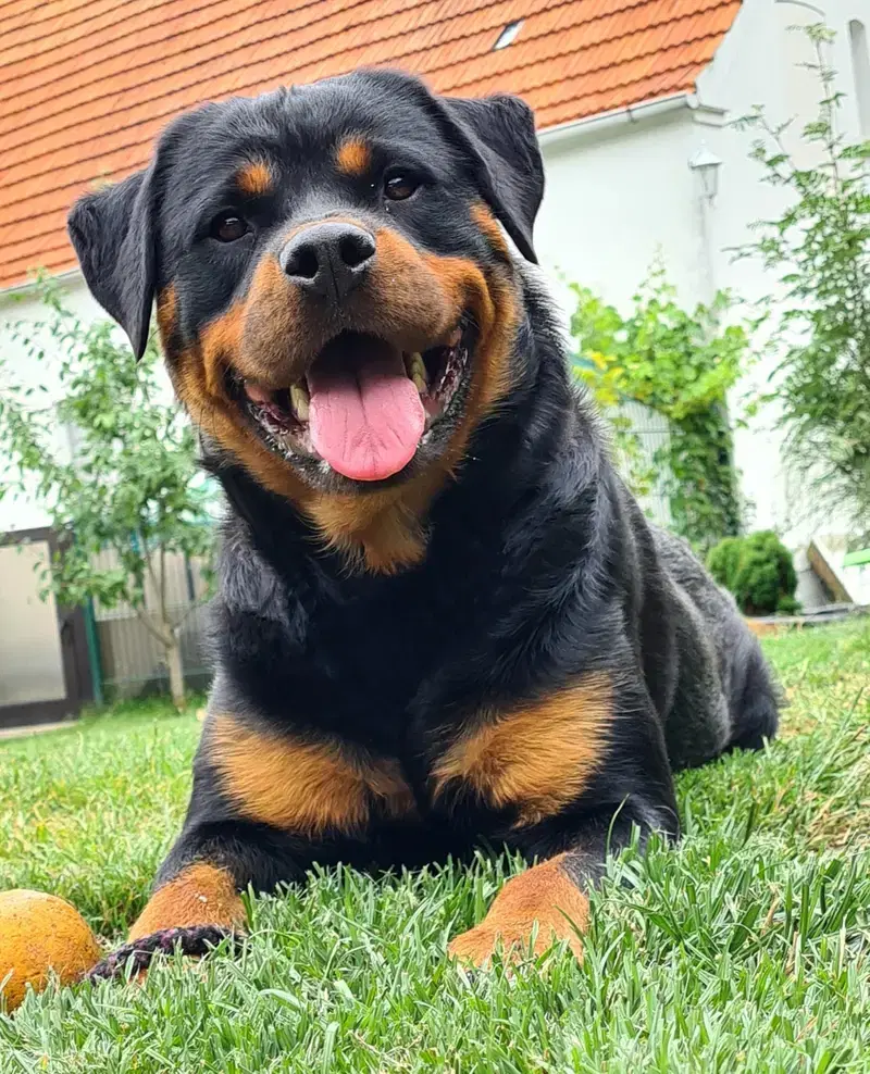 Rottweiler vom Blasheimer Markt  - Bild 1