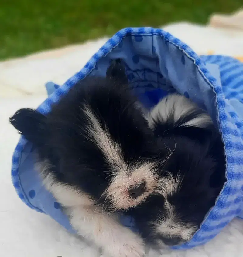 Papillon von der Schmetterlingsliebe  - Bild 1