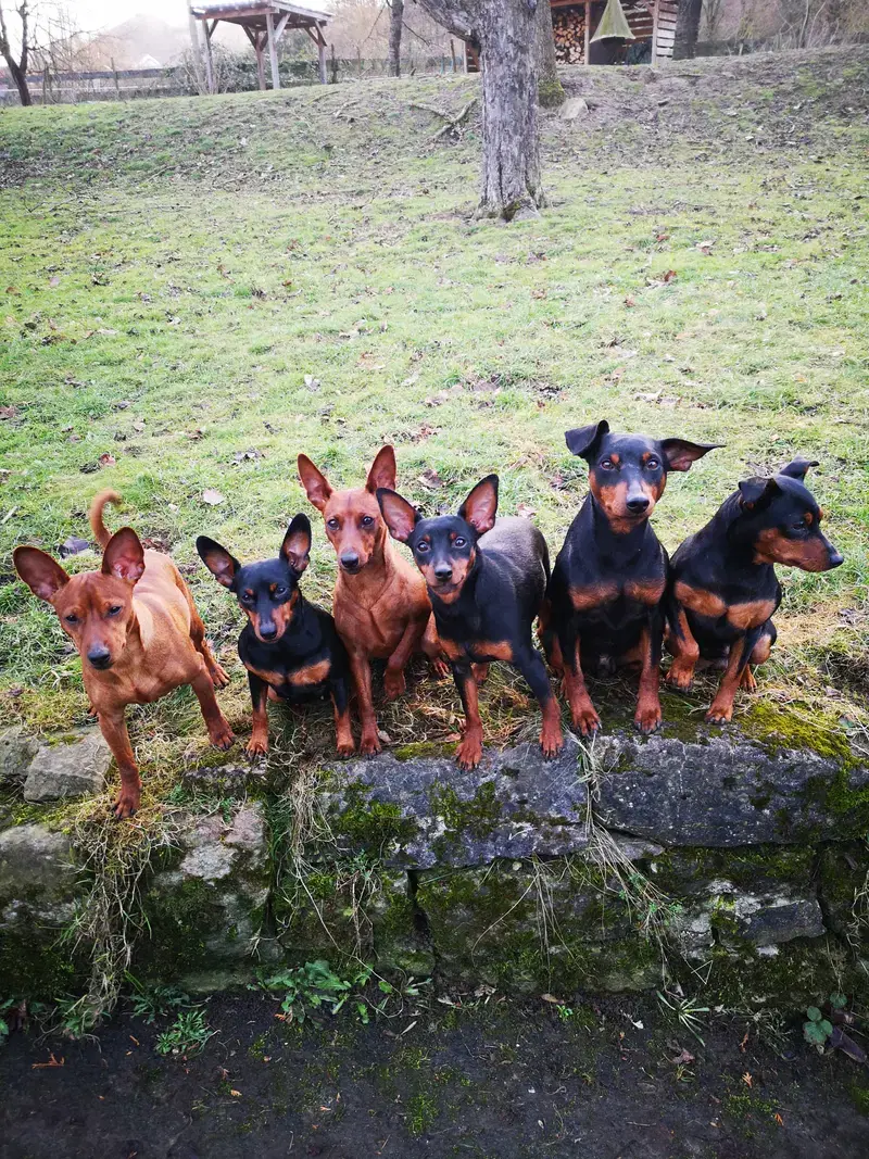 Lowermillzwergpinscher  - Bild 1