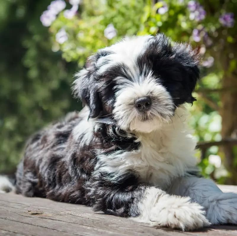 Tibet Terrier – Hunderasse