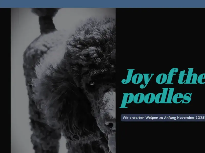 Joy of the poodles