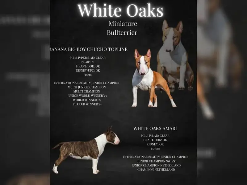 White Oaks