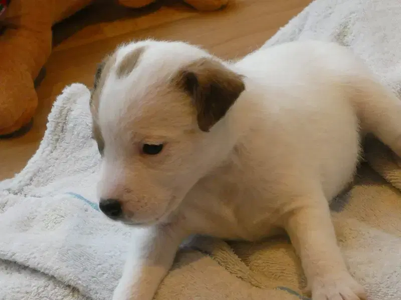 Jack Russell Terrier vom Quittengrund - Bild 1