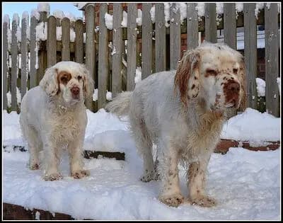 Clumber Spaniel – köpek ırkı