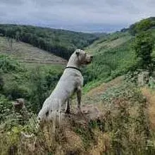 AMADO AMIGO