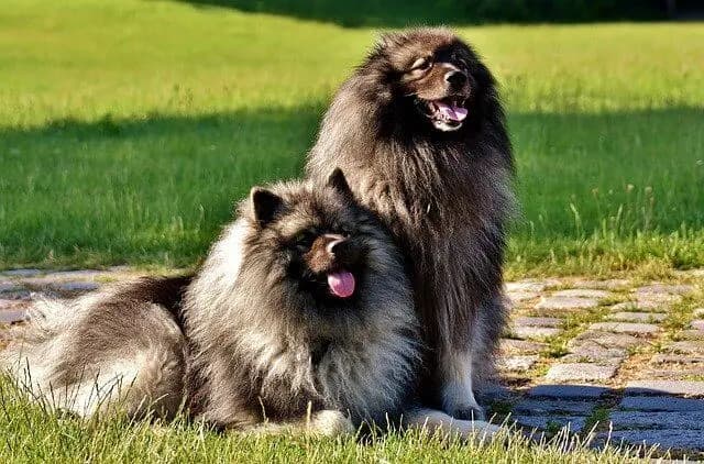 Wolfsspitz – Hunderasse