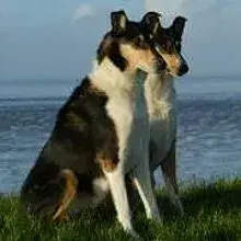 von den Borkenbergen