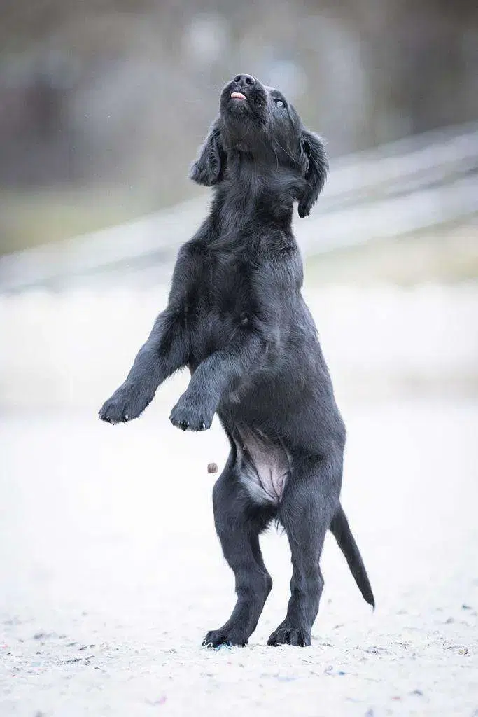 Flat Coated Retriever von Equinox - Bild 1