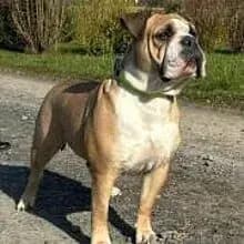 Becker’s Bulldogs