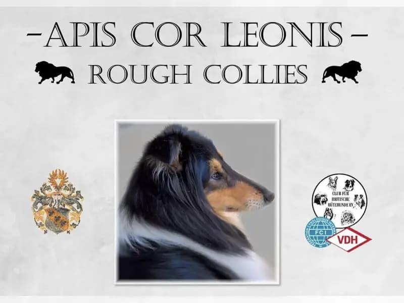 Apis cor Leonis