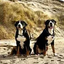 aus dem Räuberwalde