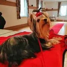 Pretty little Dogs