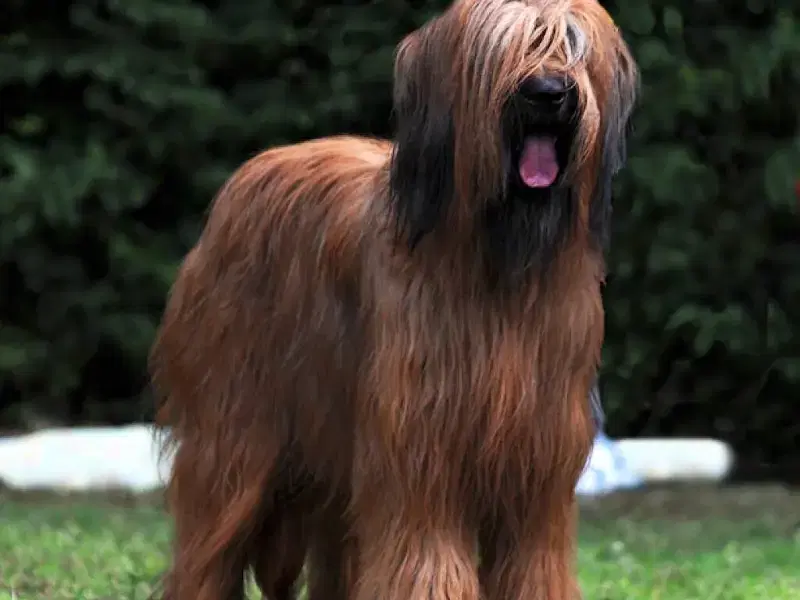 la Case de l’oncle Tom