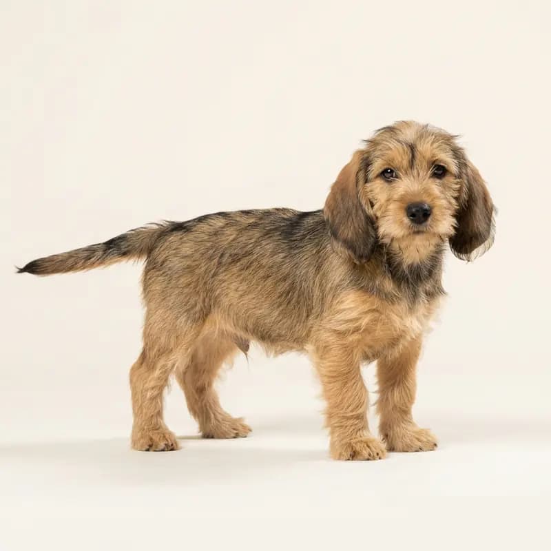 Pequeño Basset Grifón Vendeano Welpe in Sable