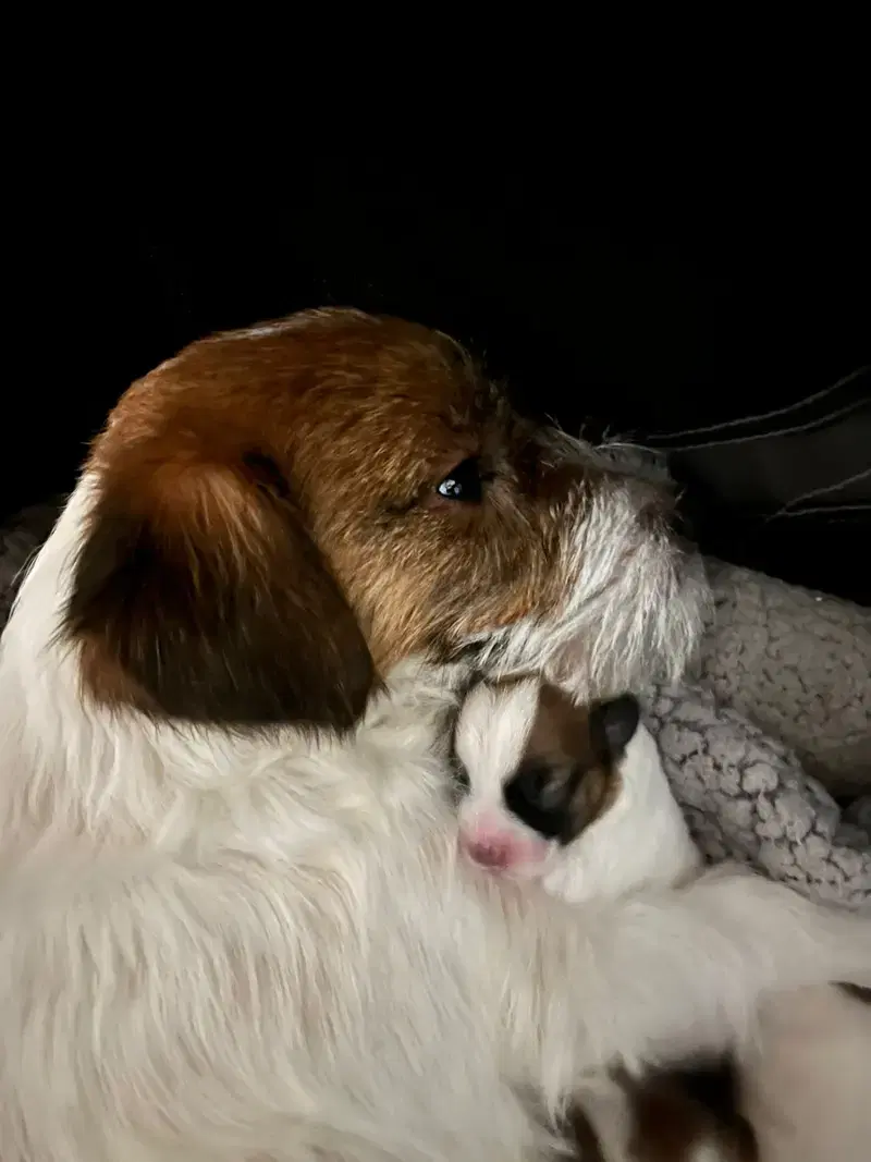 Jack Russell Terrier Vom Fahrenhorst - Bild 1