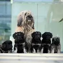 Monkey dogs from little Hill
