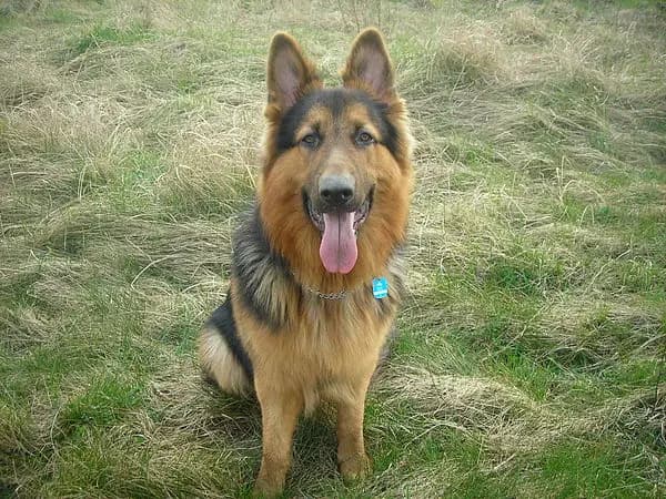 Altdeutscher Schäferhund – Hunderasse
