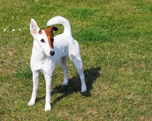 Fox Terrier de Pelo Liso – raça de cão