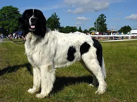 Landseer – Hunderasse