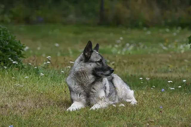 Norwegischer Elchhund (grau) – Hunderasse