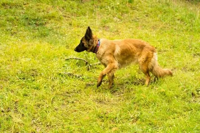 Tervurense Herder – hondenras