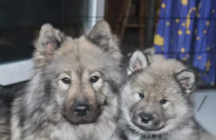 Eurasier vom Sitara  - Bild 1
