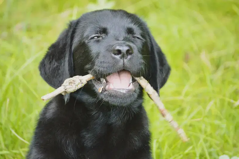 Clumsy Puppies  - Bild 1
