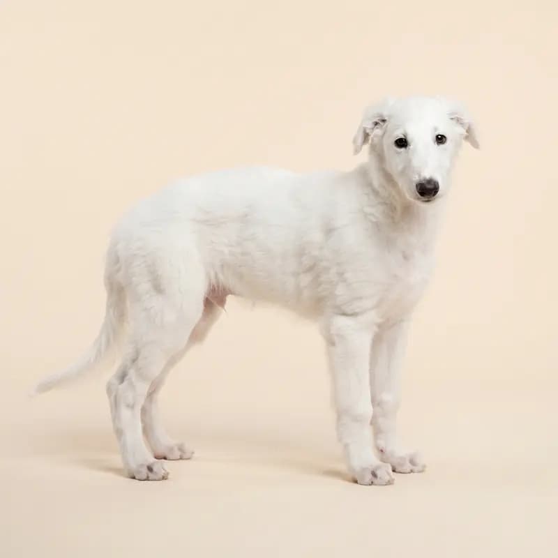 俄罗斯猎狼犬 Welpe in 白色
