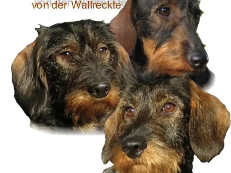 von der Wallreckte