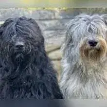 dreadlockfriends