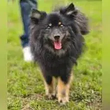 von den Merchtalwölfen