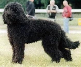 Barbet – dog breed