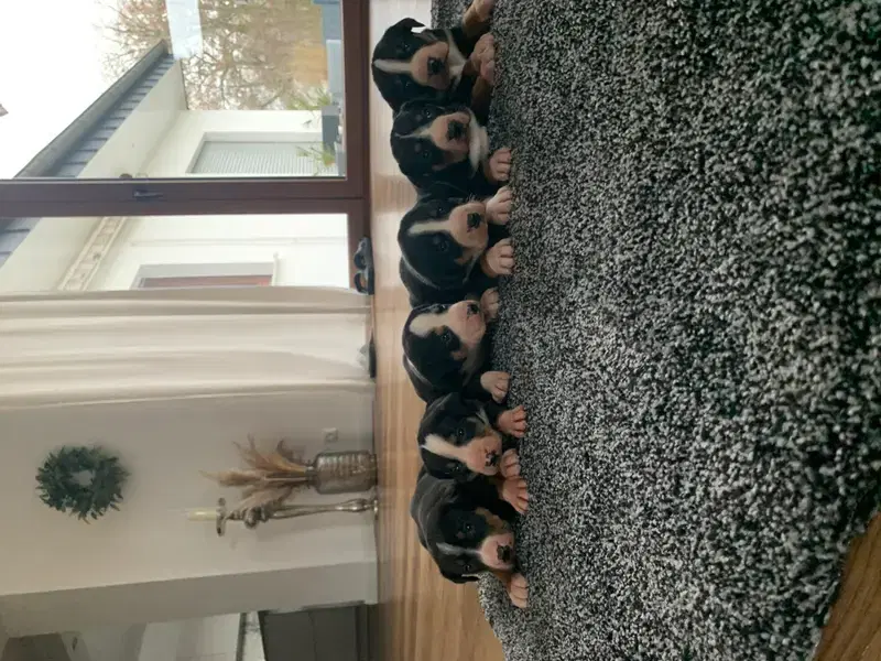 Dieters Hundezucht  - Bild 1