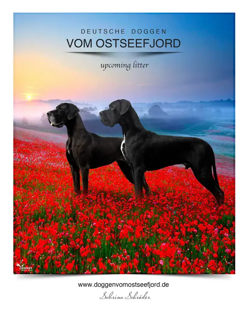 Deutsche Doggen vom Ostseefjord  - Bild 1