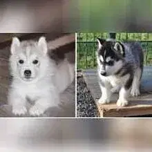 of Magic Ice Wolves