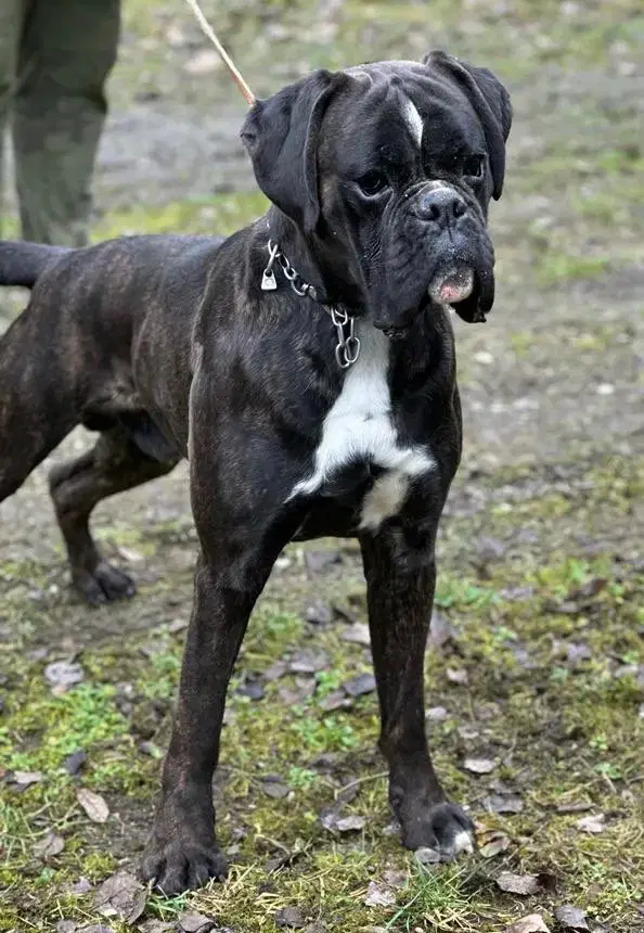 Boxer Della Fortuna  - Bild 1