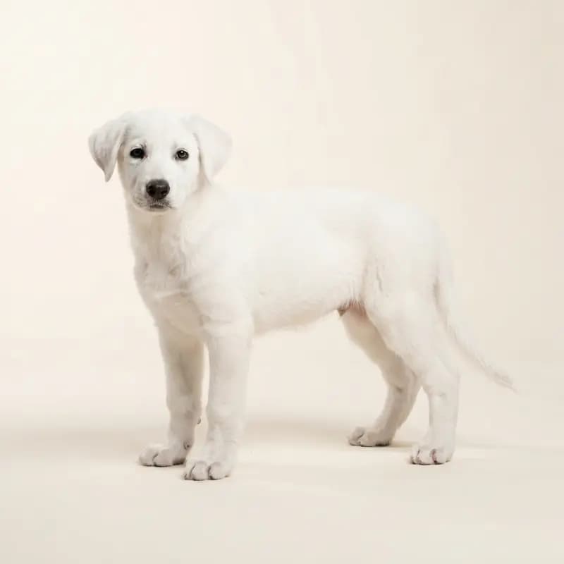 波兰灵缇犬 Welpe in 白色