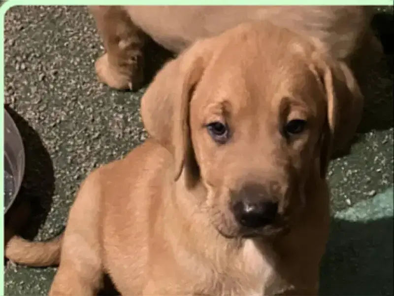 vom Koblenzer Schloß