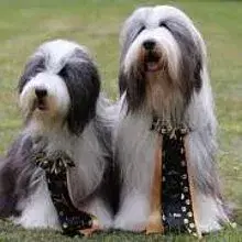 Bonny and Clyde’s